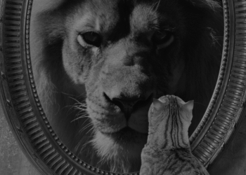 chiếc gương, sư tử, con mèo