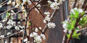 NGHỀ NHÂN SỰ CÓ GÌ HAY?